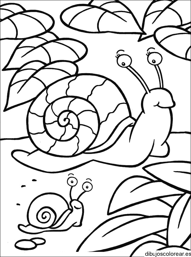Dibujo de dos caracoles para colorear