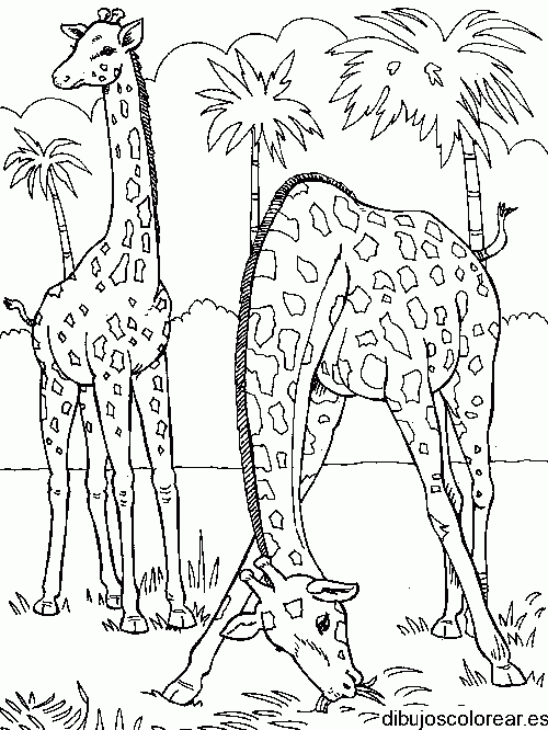 Dibujo de dos jirafas pastando para colorear