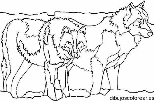 Dibujo de dos lobos grandes para colorear
