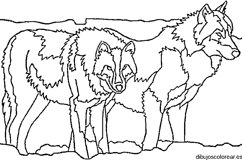 Dibujo de dos lobos para colorear
