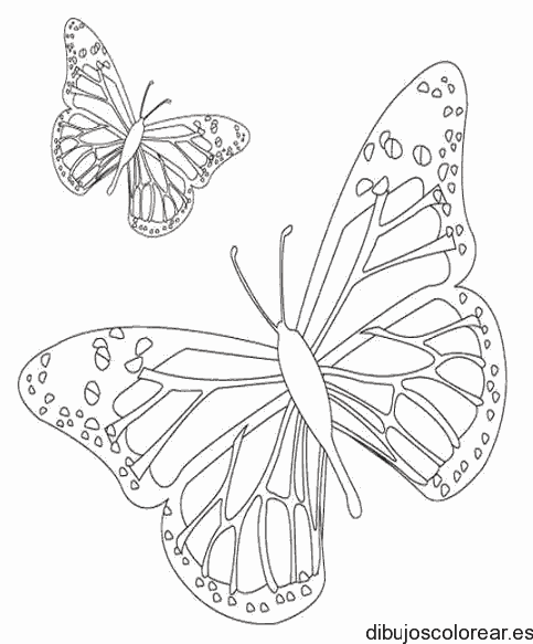 Dibujo de dos mariposas volando para colorear