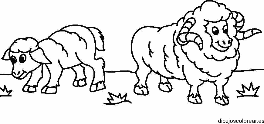 Dibujo de dos ovejas para colorear