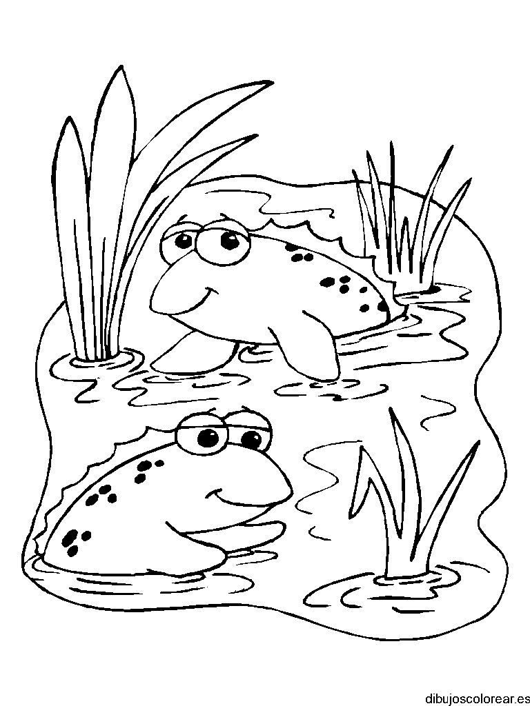 Dibujo de dos ranas en un charco para colorear