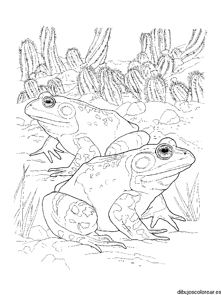 Dibujo de dos sapos para colorear