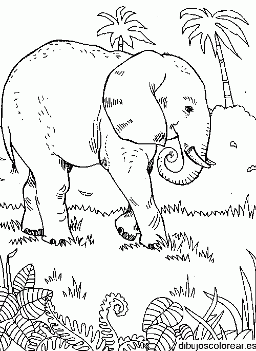 Dibujo de elefante en la selva para colorear