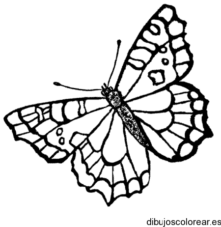 Dibujo de mariposa con las alas extendidas para colorear