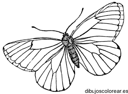 Dibujo de mariposa monarca para colorear