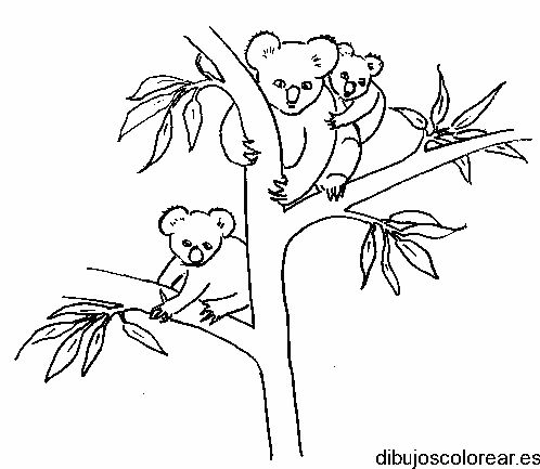 Dibujo de osos koala en un árbol para colorear