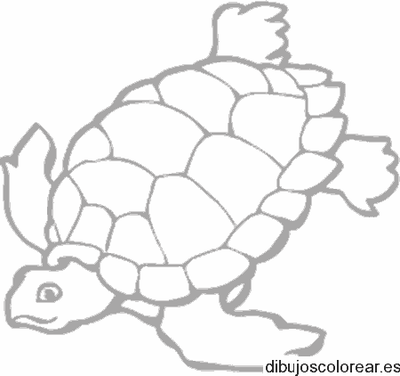 Dibujo de tortuga nadando para colorear