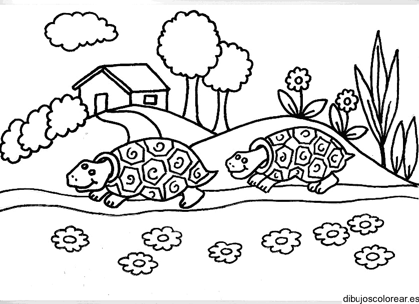 Dibujo de tortugas en un camino para colorear