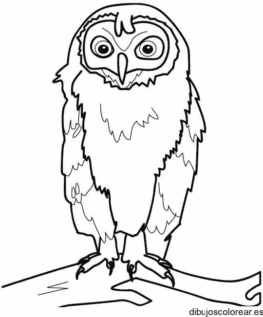 Dibujo de un búho en una rama para colorear