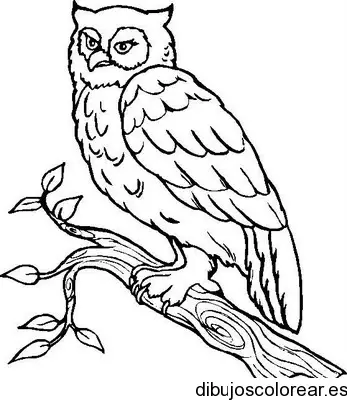 Dibujo de un búho sobre hojas para colorear