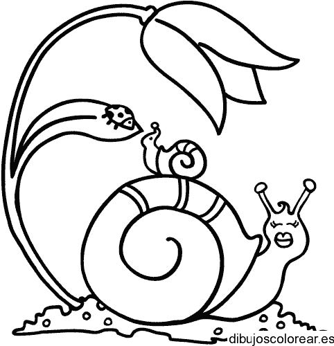 Dibujo de un caracol y una flor para colorear
