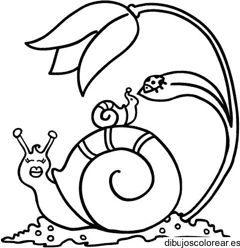 Dibujo de un caracol y una tortolita para colorear