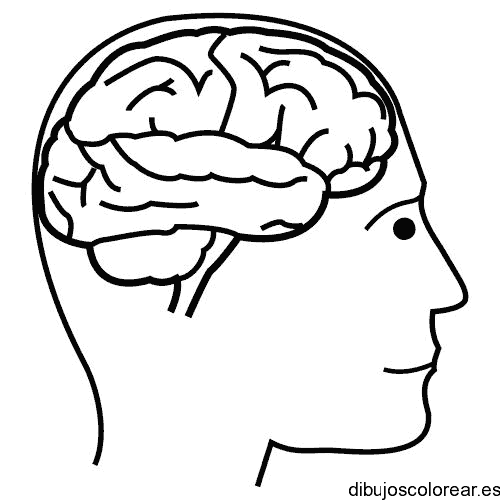 Dibujo de un cerebro humano para colorear