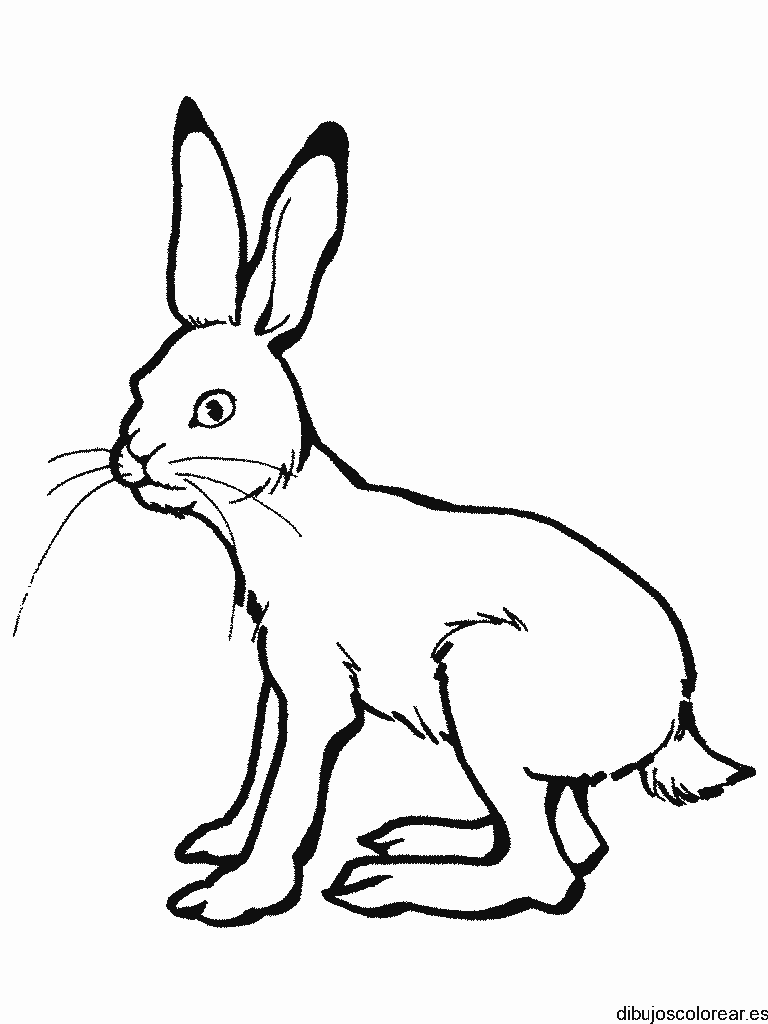 Dibujo de un conejo grande para colorear