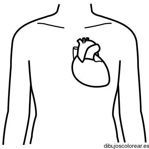 Dibujo de un corazón humano para colorear