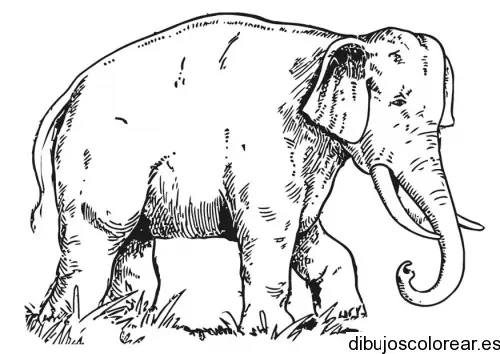 Dibujo de un elefante caminando para colorear