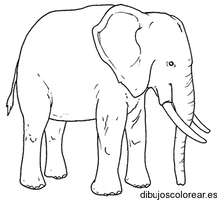 Dibujo de un elefante cansado para colorear