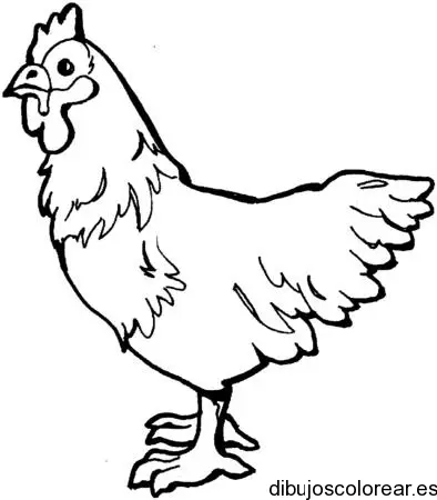 Dibujo de un gallo para colorear