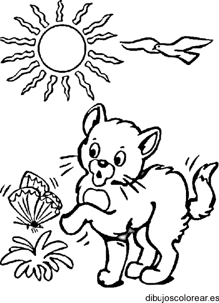 Dibujo de un gato y una mariposa para colorear