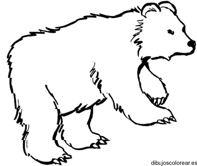 Dibujo de un gran oso polar para colorear