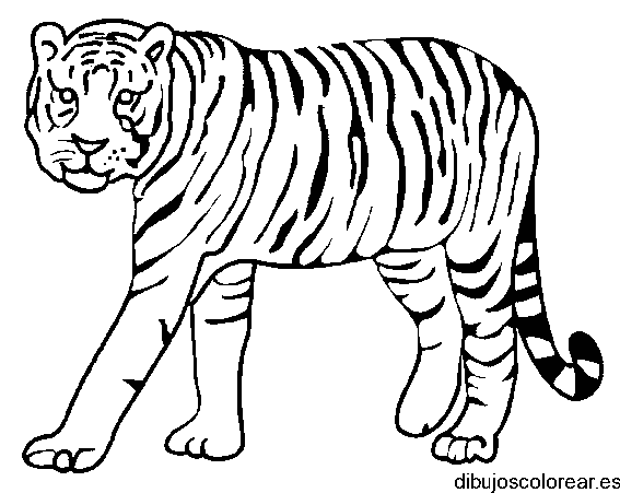 Dibujo de un gran tigre para colorear