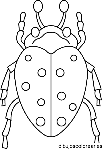Dibujo de un insecto para colorear