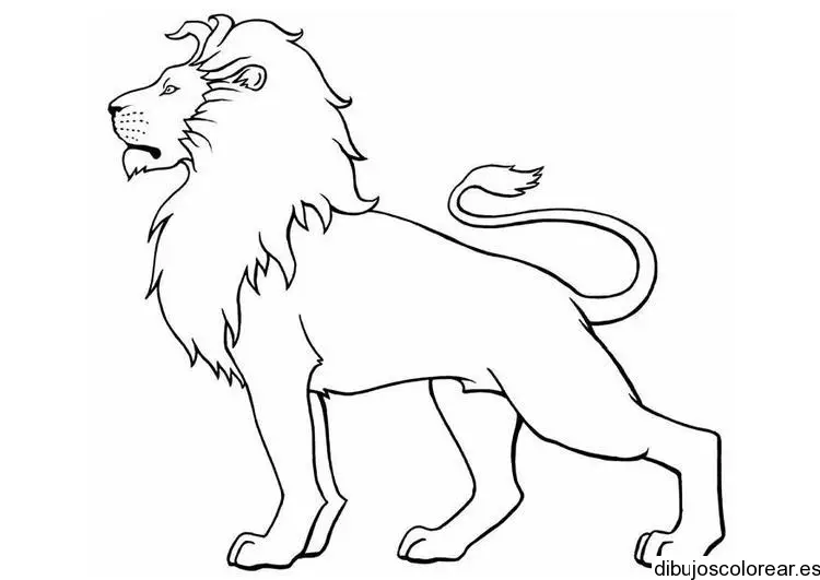 Dibujo de un león airoso para colorear