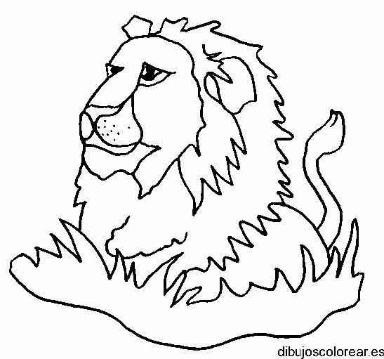 Dibujo de un león en el monte para colorear