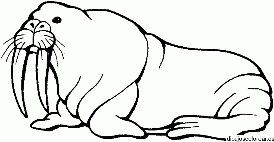 Dibujo de un león marino para colorear