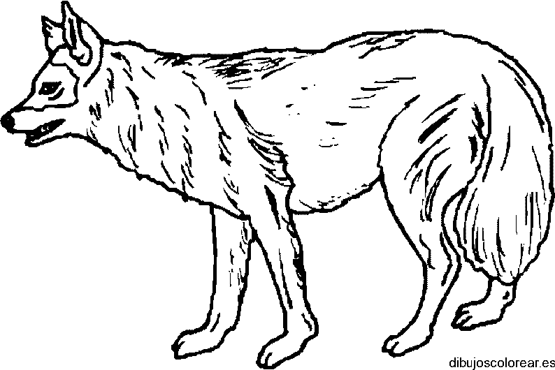 Dibujo de un lobo al acecho para colorear