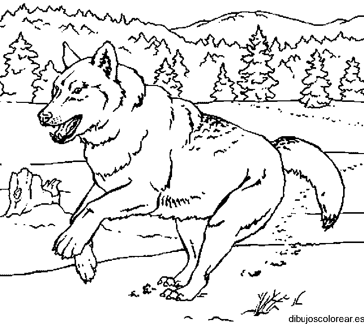 Dibujo de un lobo corriendo para colorear