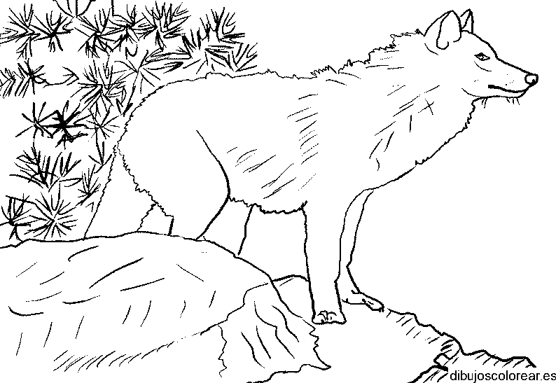Dibujo de un lobo en una roca para colorear
