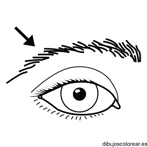 Dibujo de un ojo y una ceja para colorear