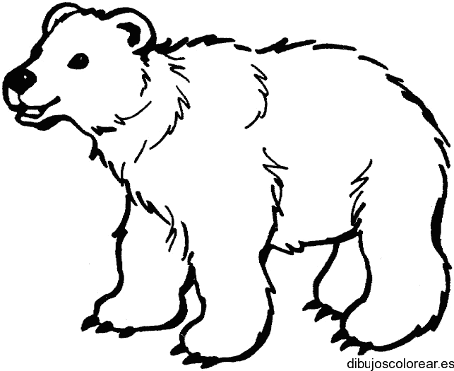 Dibujo de un oso caminando para colorear