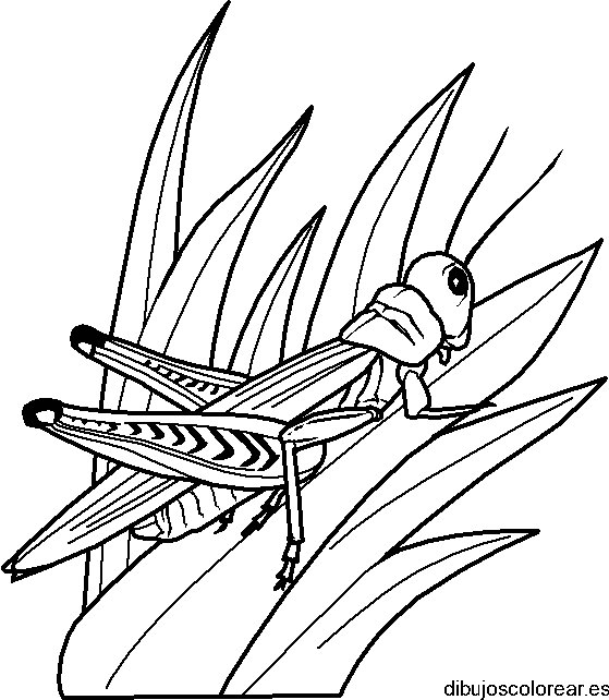 Dibujo de un saltamontes en una hoja para colorear