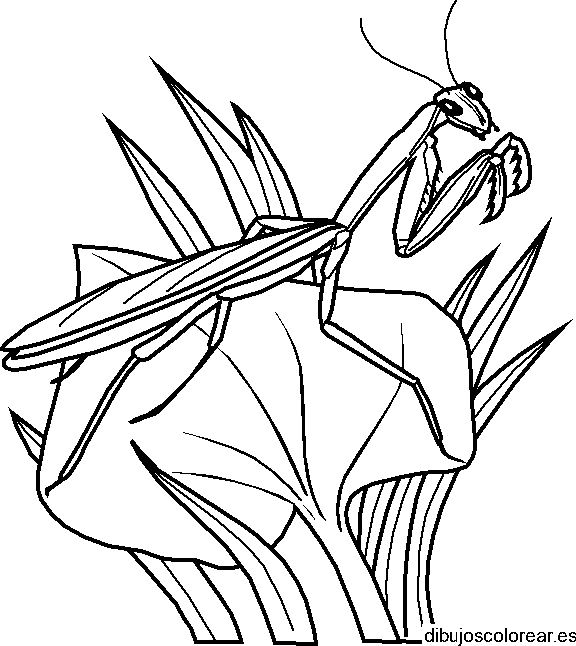 Dibujo de un saltamontes para colorear