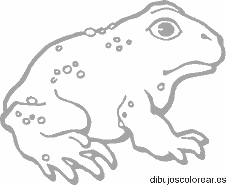 Dibujo de un sapo para colorear