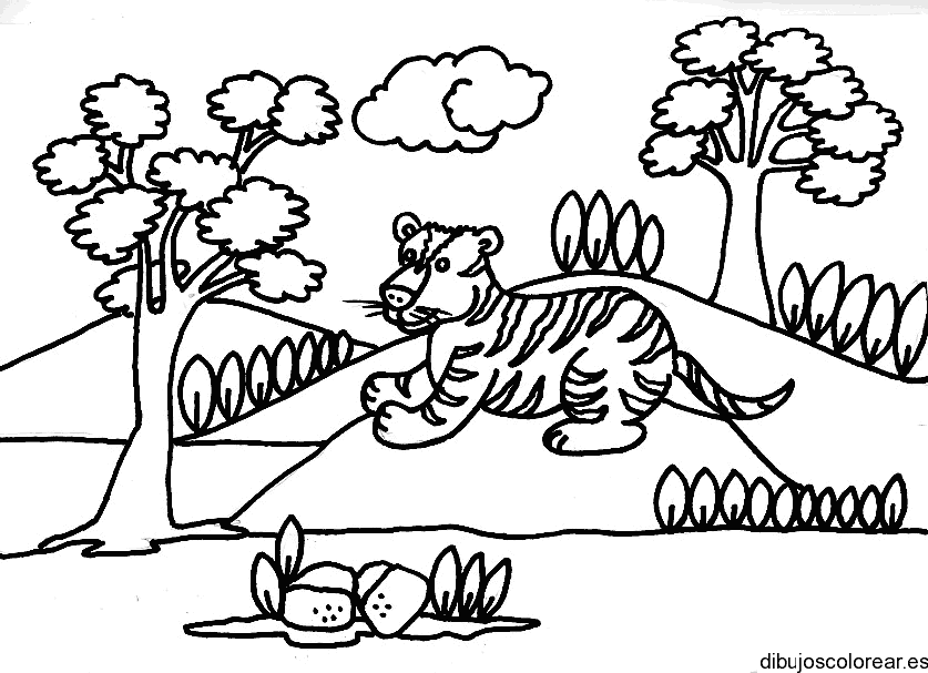 Dibujo de un tigre atrás de un árbol para colorear