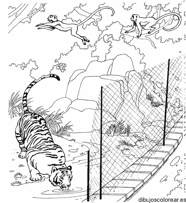 Dibujo de un tigre bebiendo agua para colorear