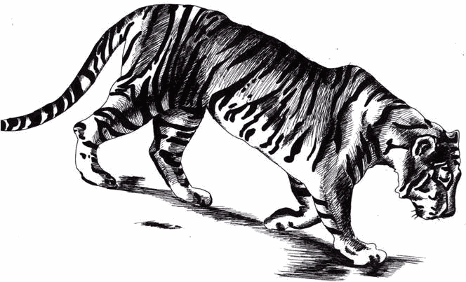 Dibujo de un tigre caminando para colorear