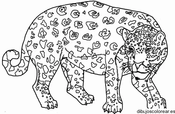 Dibujo de un tigre de bengala para colorear