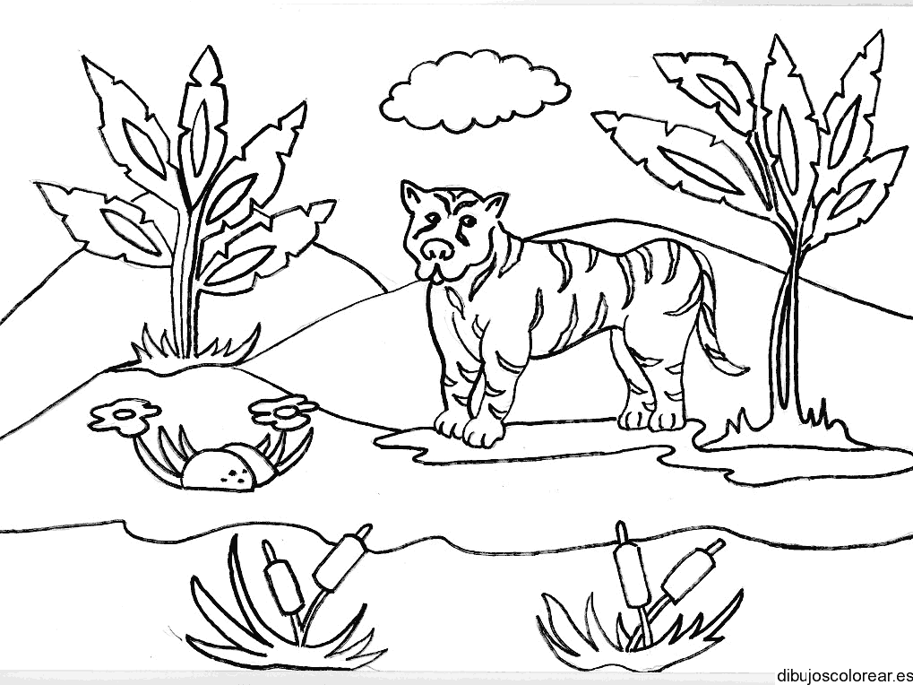 Dibujo de un tigre en la selva para colorear