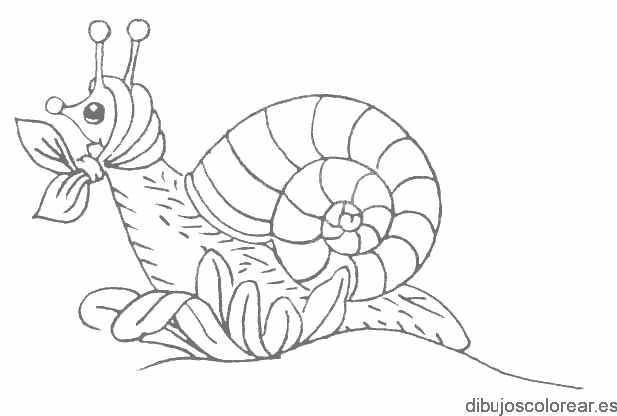 Dibujo de una caracola para colorear