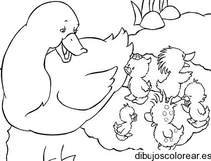 patos