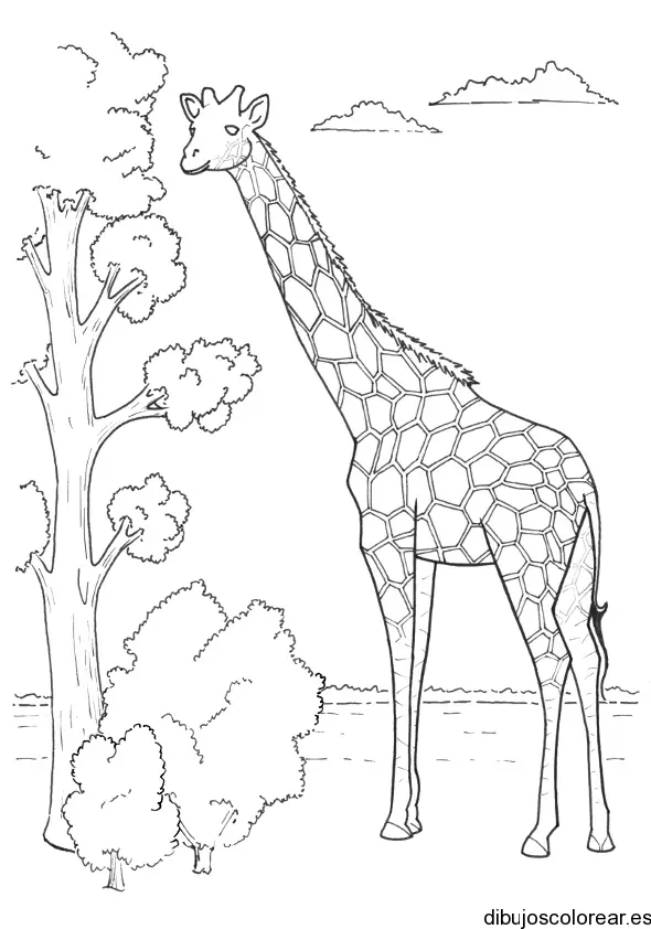 Dibujo de una jirafa y un árbol para colorear