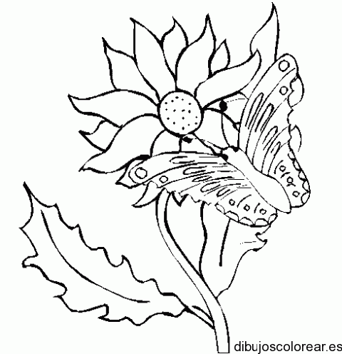Dibujo de una mariposa en una margarita para colorear