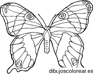 Dibujo de una mariposa grande para colorear