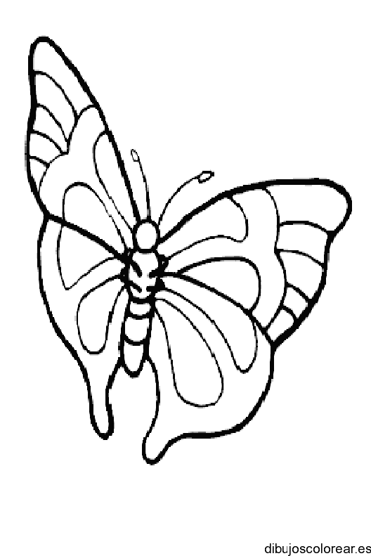 Dibujo de una mariposa grande para colorear
